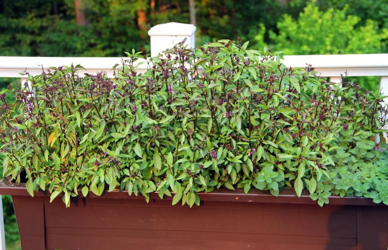 thai basil.jpg