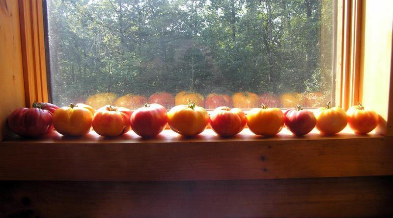 tomato bumper crop august 2012 (small).jpg
