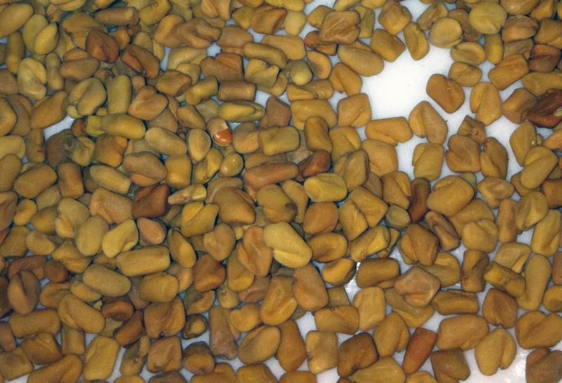 fenugreek seeds.JPG