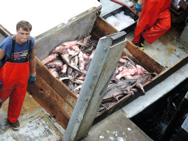 2013_09_05 Chtaham pier unload.JPG