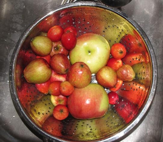 Raw apples.jpg