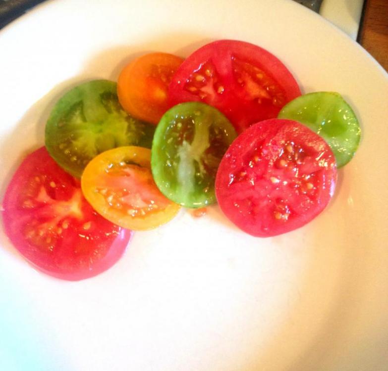 2014_10 Tomatoes.JPG