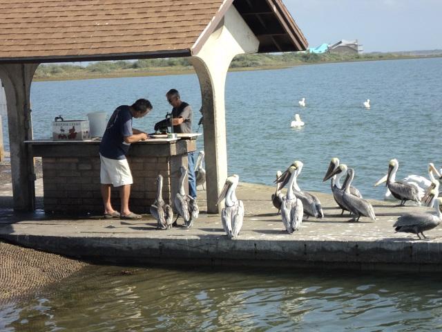 Feeding the pelicans.jpg