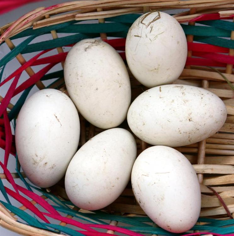goose eggs 3 (Large).jpg