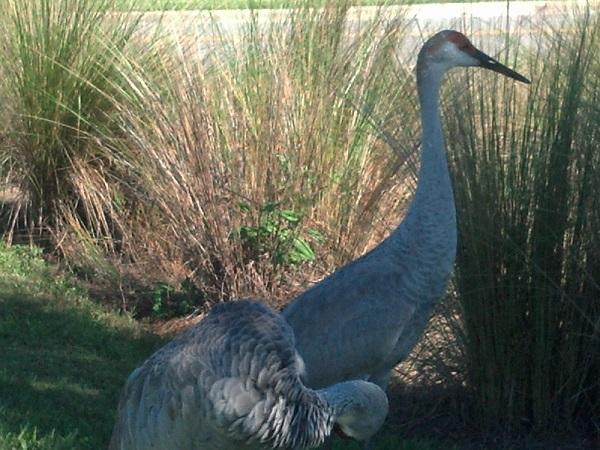 Villages Sandhill Cranes better.jpg