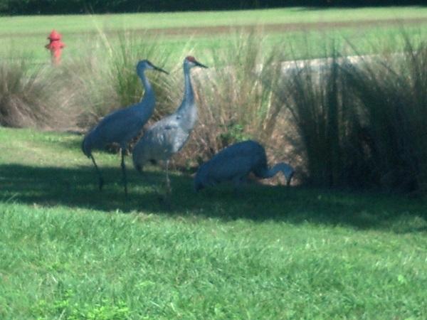 Villages Sandhill Cranes.jpg