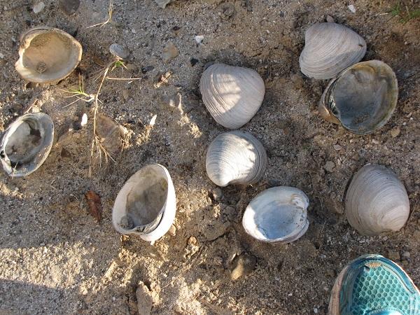 Bolivar clam shells could be disposable dishes.jpg