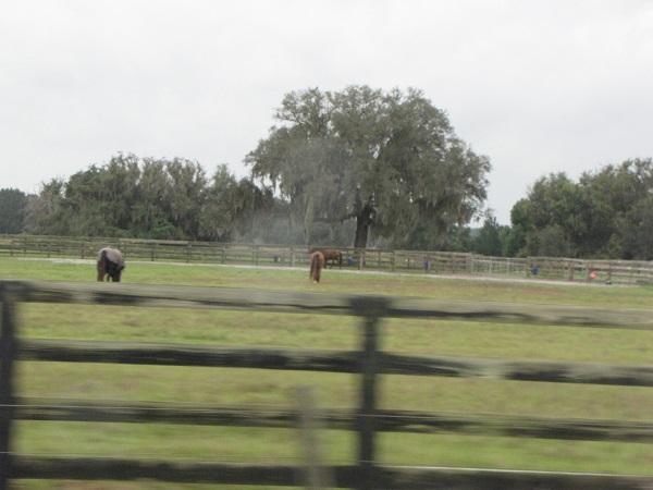 Horse country near The Villages.jpg