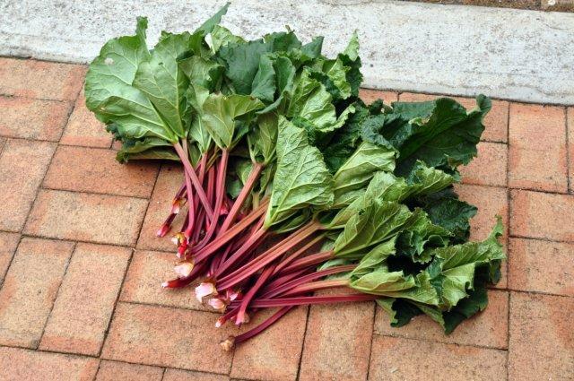 Rhubarb freshly cut.jpg