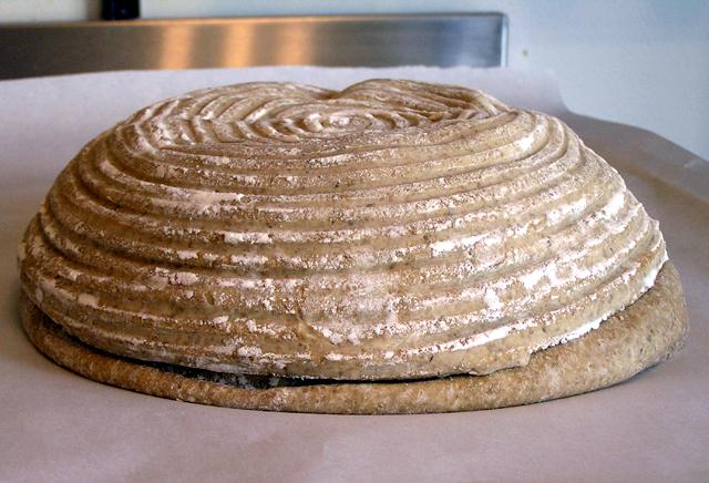 rye dough overproofed.jpg