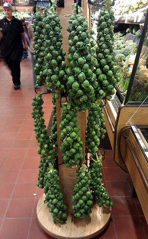 brussels sprouts branches.jpg