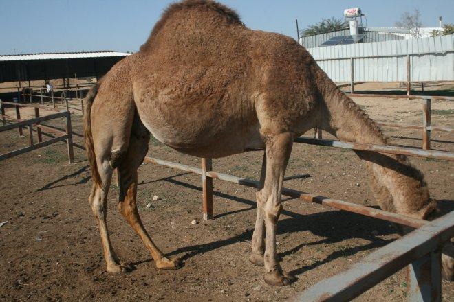 pregnant camel.jpg