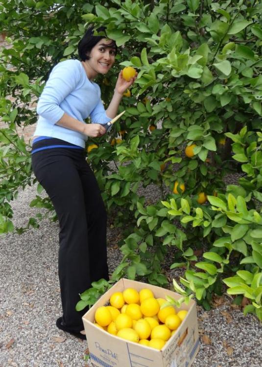 Lemon Picking 2012 005.JPG