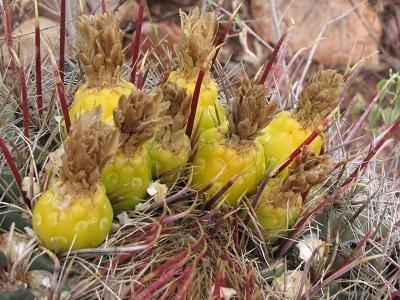 Barrel cactus pears.jpg