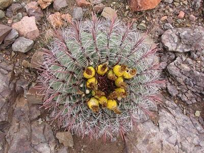Barrel cactus rosette.jpg