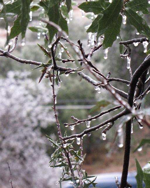 Davis mts ice storm closeup.jpg