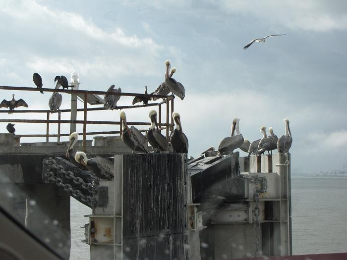 Galveston Ferry Birds.jpg