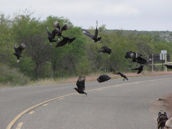 Del Rio vultures take flight.jpg