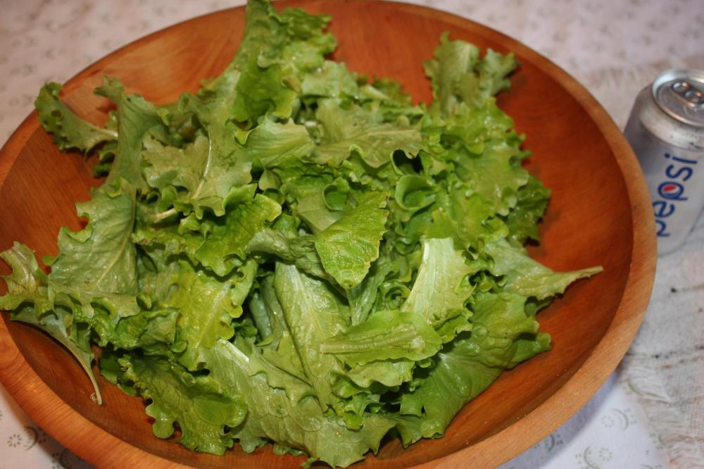 Fresh Picked Lettuce on Jan 3.jpg