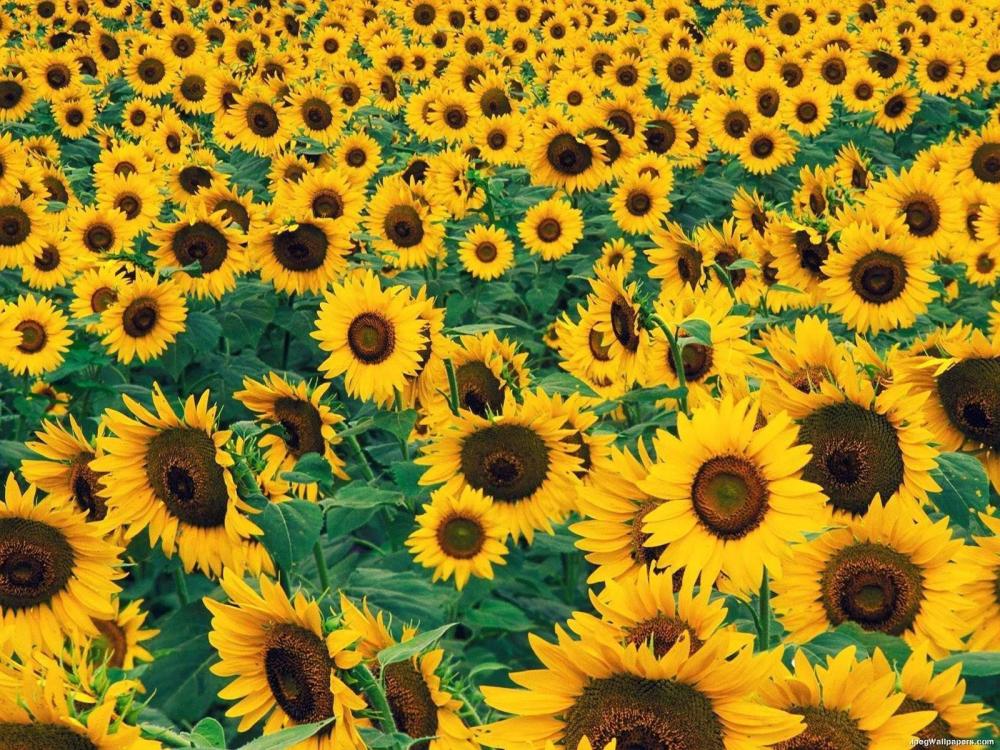 Sunflower3474359.jpeg