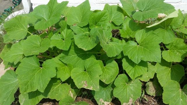 yellow squash0526.JPG