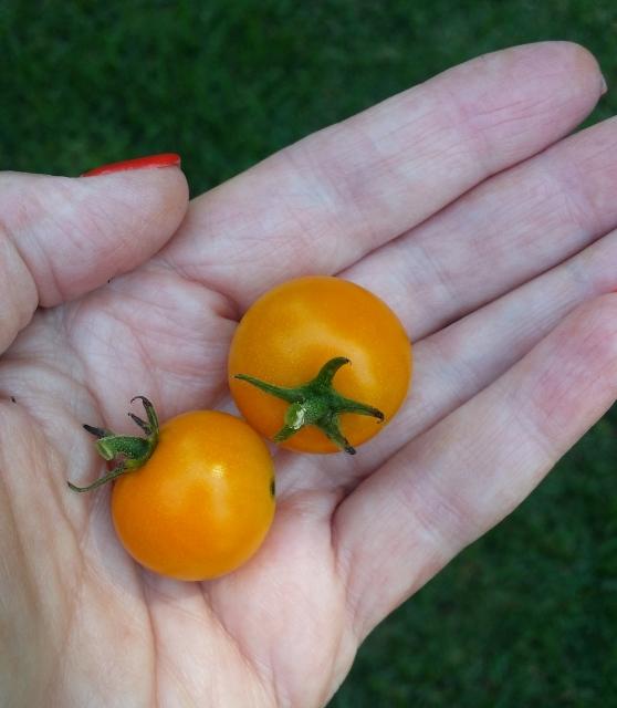 cherry toms 060616.JPG