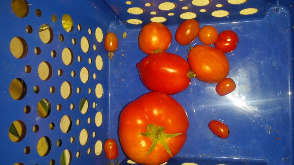 tomatoes 062116.JPG