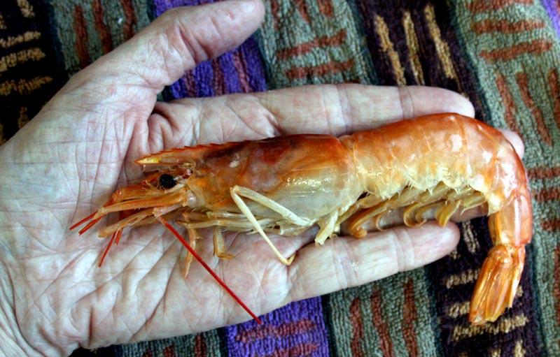 prawn.jpg