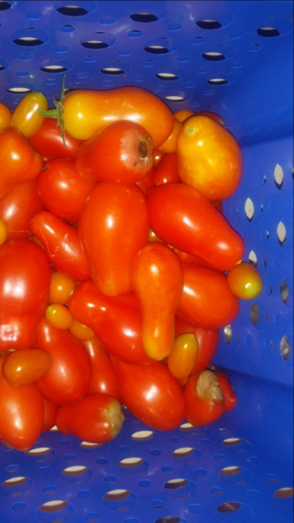 tomatoes 0719.png