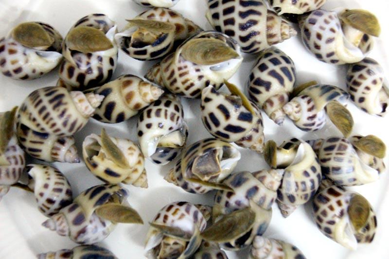 sea snails.jpg