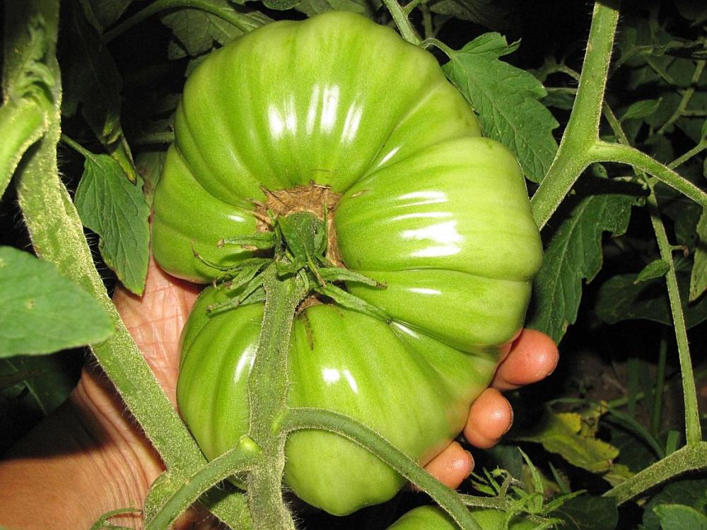 big tomato 2.jpg