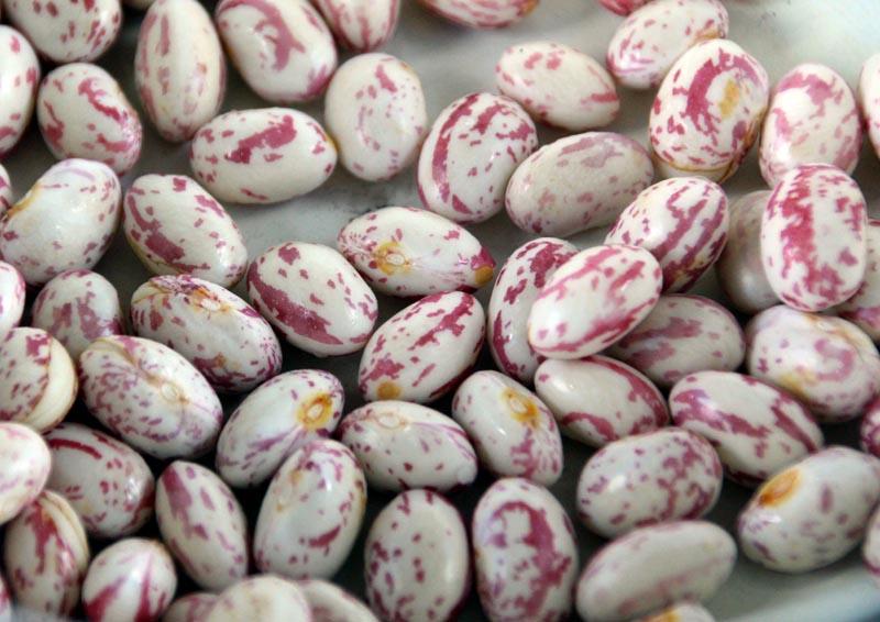 cranberry beans.jpg