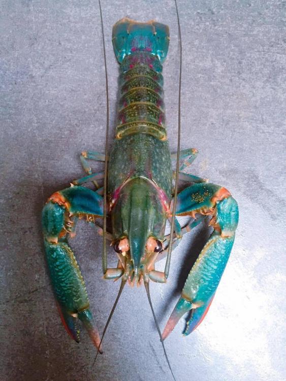 yabby2.jpg