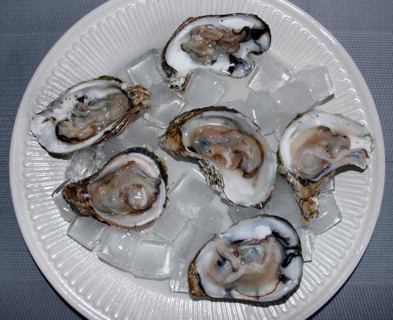 oysters.jpg