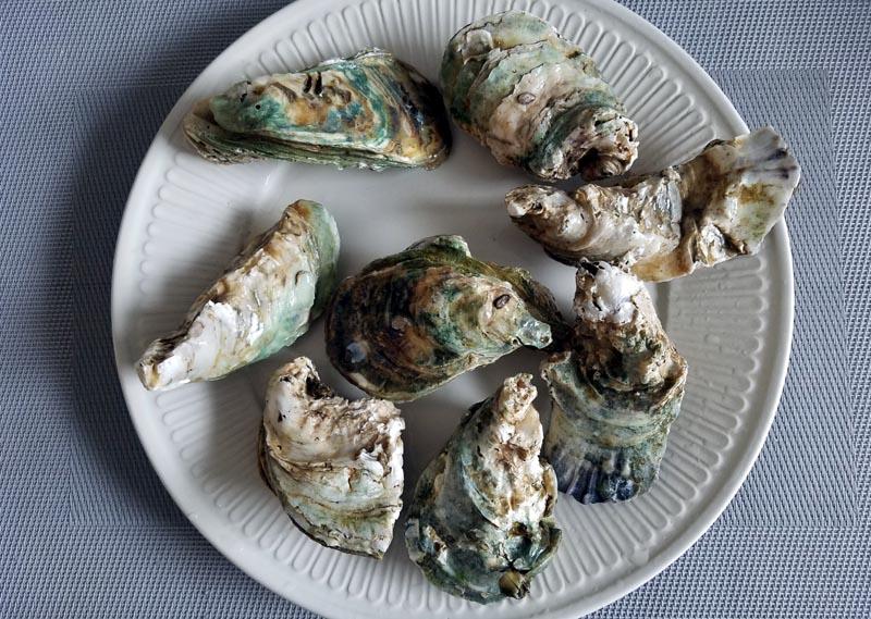 oysters unshucked.jpg