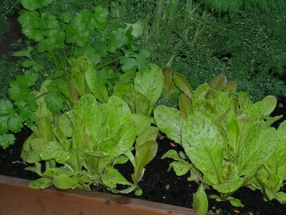 Herbs and Romaine.JPG