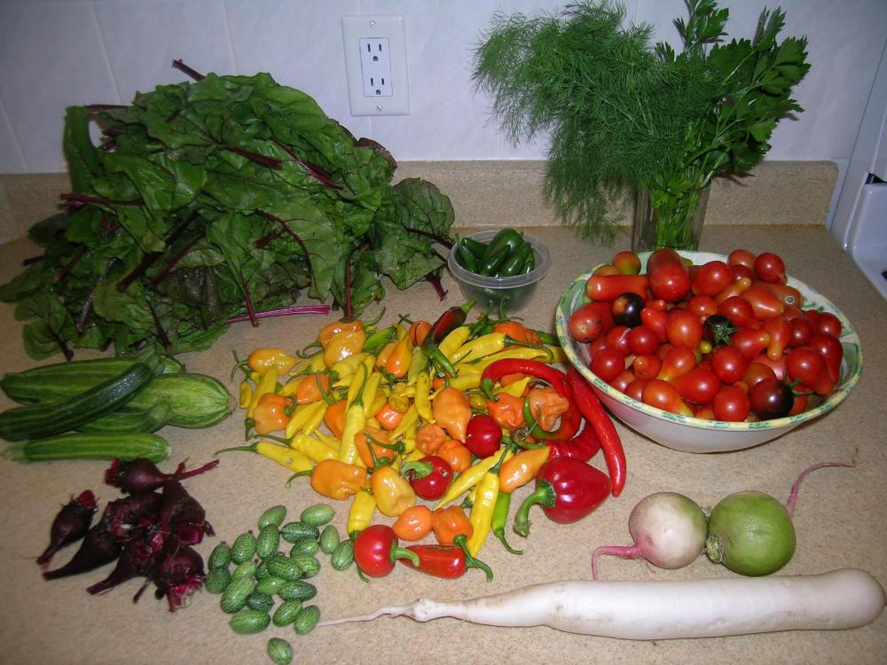 Morning Harvest.JPG