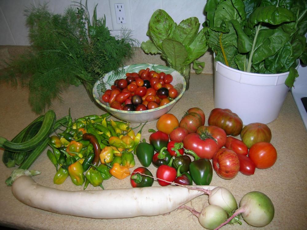 Oct. 16 Harvest.JPG