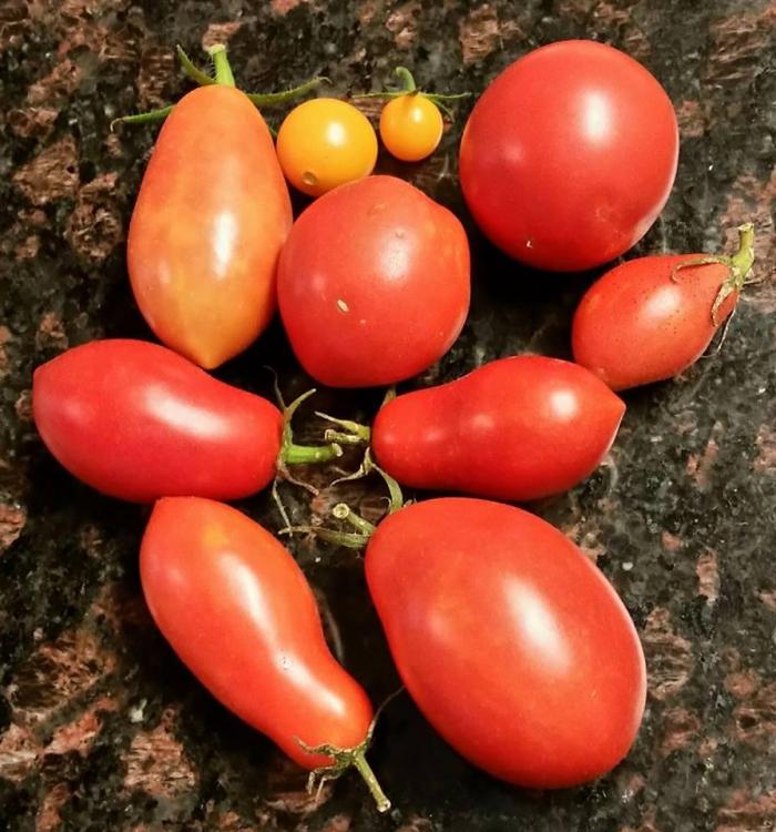 tomatoes 1116.jpg