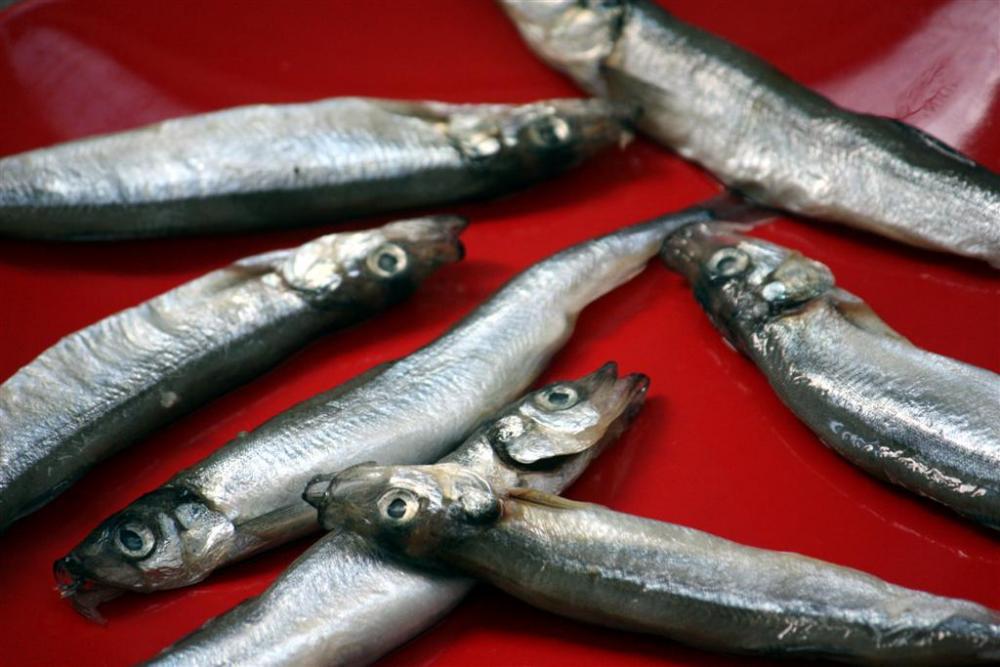 Capelin.jpg