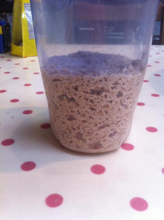 WW sourdough starter 24 Mar 17.jpg