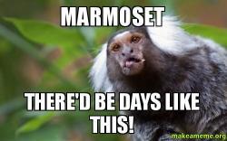 marmoset-thered-be.jpg.0a1dc23ef5aa46e4827f886fd21f6ae5.jpg