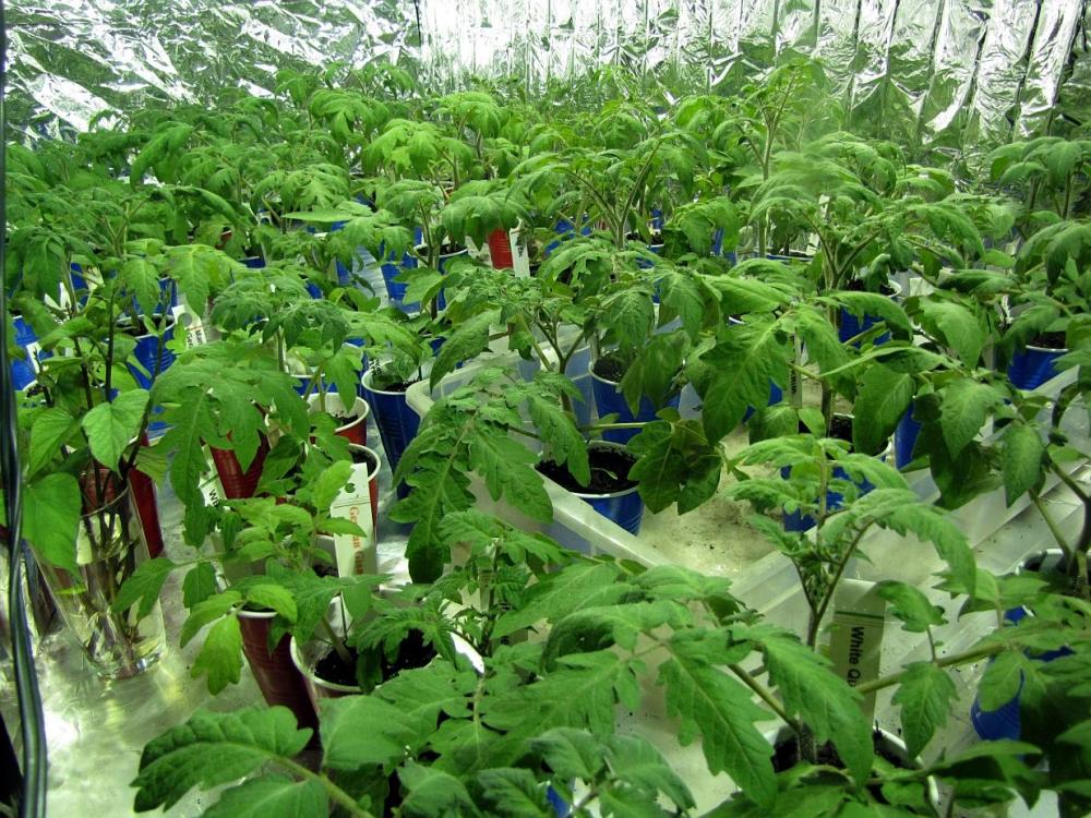 58eade7ea1fc9_tomatoseedlings.thumb.jpg.1a3b18506312c6ea9ac6361d69d87d44.jpg