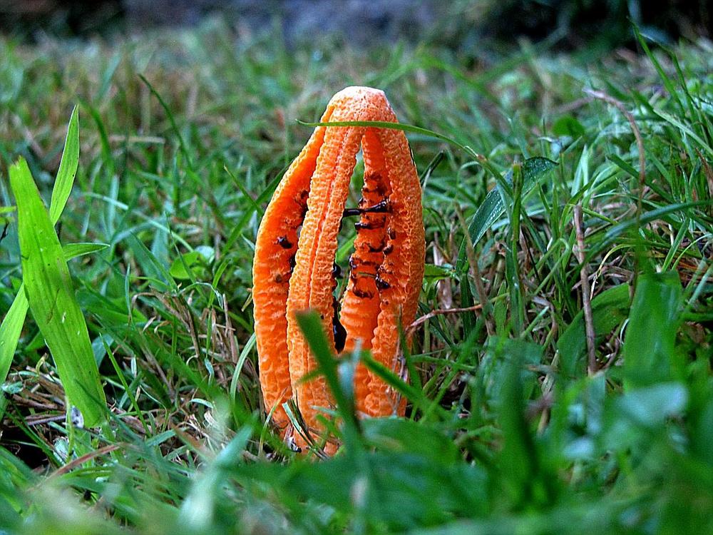 strange mushroom.jpg