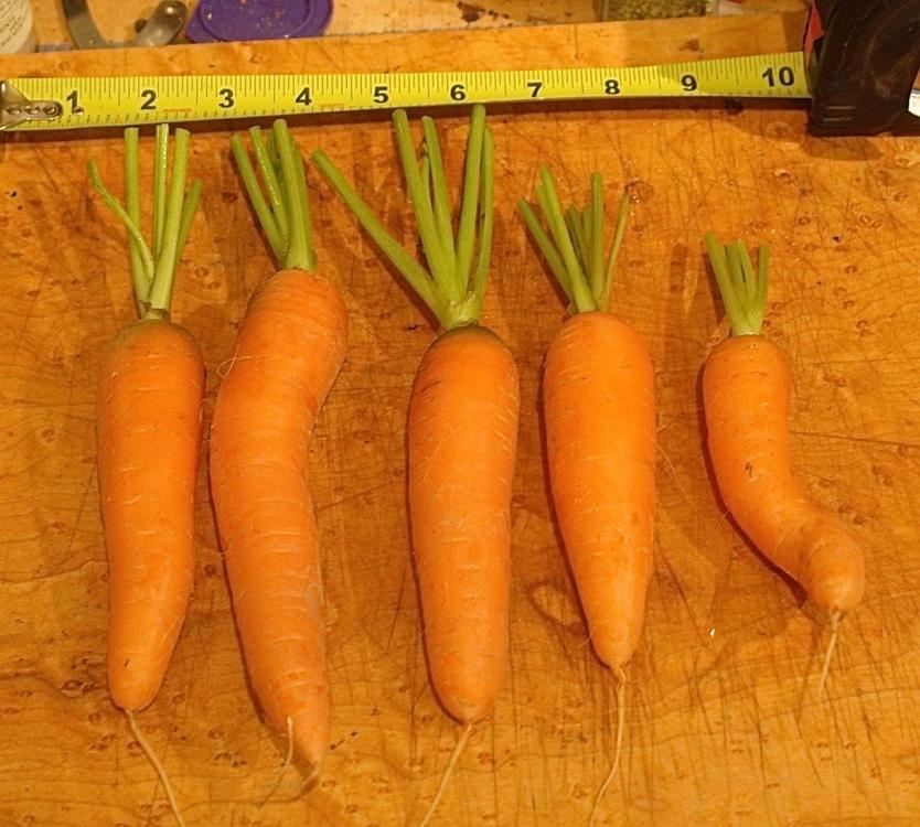 Carrots.thumb.jpg.8bfbd8758ca58c51c24e69ed3a751a06.jpg