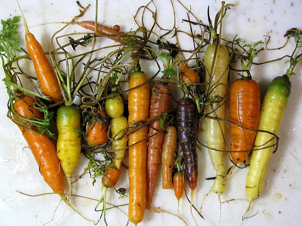 5aea27507f37b_wintercarrots3.thumb.jpg.3f61917f28e3ea234b5c92ddea6b098e.jpg