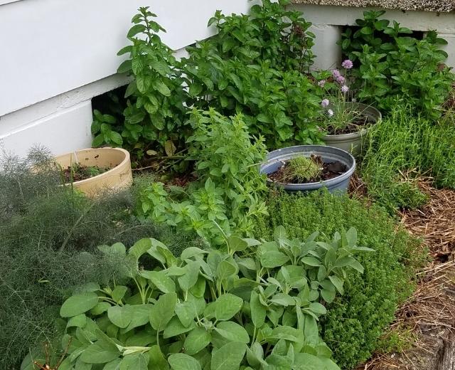 5aeba9b31e4d8_gardenherbs2.JPG.4109e4d274f66fa22a0dc250597a2440.JPG