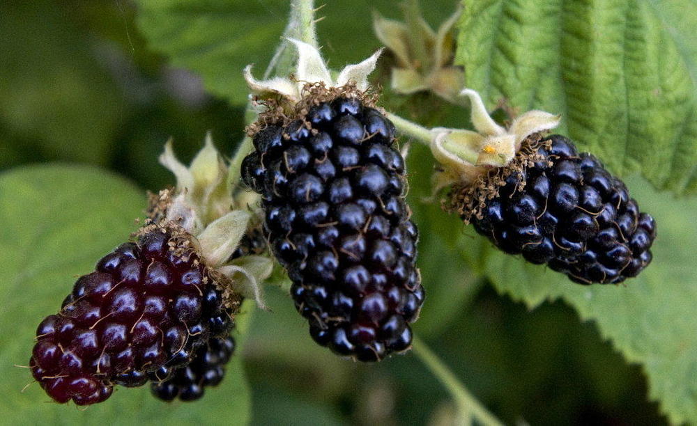 Oregon Marionberries.jpg
