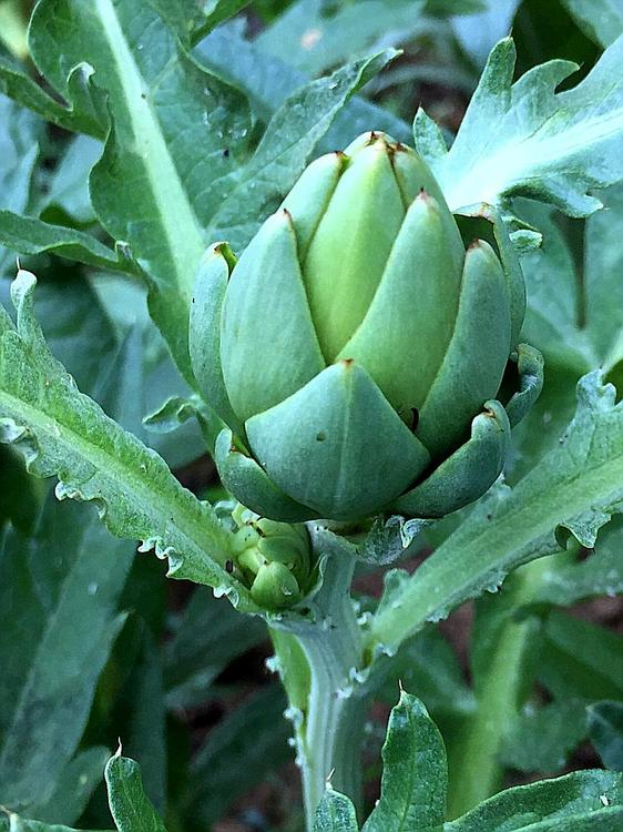 891983112_artichoke2018b.thumb.jpg.92457df28850adc1c3b09b4bfd210be3.jpg