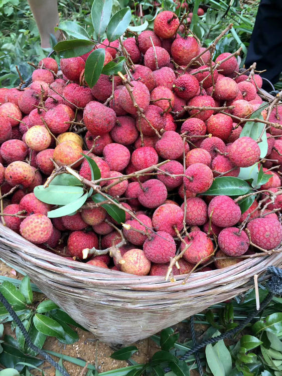 lychees3.thumb.jpg.fe096c9bf43bd34e4e66b98481eb431e.jpg